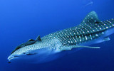 Condrichthyes - Whale Shark - Rhincodon typus - Similan Islands Marine Park Thailand Koh Bon (4).JPG
