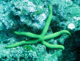 Echinoderm - Seastar species - Similan Islands Marine Park Thailand.JPG