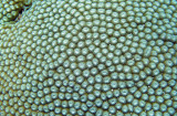 Faviidae - Faviid Coral - Diploastrea heliopora -  Similan Islands Marine Park Thailand.JPG
