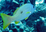 Fish species needs ID - Similan Islands Marine Park Thailand (13).JPG
