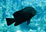 Fish species needs ID - Similan Islands Marine Park Thailand (14).JPG