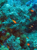 Fish species needs ID - Similan Islands Marine Park Thailand (15).JPG