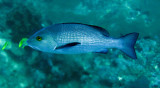 Fish species needs ID - Similan Islands Marine Park Thailand (6).JPG