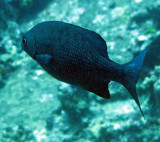Fish species needs ID - Similan Islands Marine Park Thailand (8).JPG