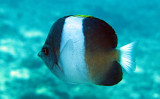 Fish species needs ID - Similan Islands Marine Park Thailand (9).JPG