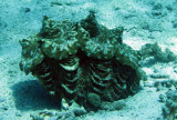 Giant Clam - Tridacna species - Similan Islands Marine Park Thailand (1).JPG