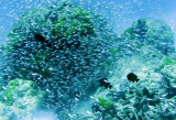 Glassfish - Various Species - Similan Islands Marine Park Thailand (20).JPG