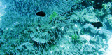 Glassfish - various species - Similan Islands Marine Park Thailand (1).JPG