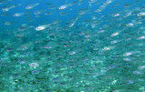 Glassfish - various species - Similan Islands Marine Park Thailand (14).JPG