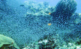 Glassfish - various species - Similan Islands Marine Park Thailand (5).JPG