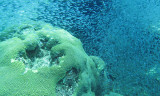 Glassfish - various species - Similan Islands Marine Park Thailand (7).JPG