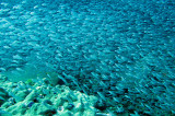 Glassfish - various species - Similan Islands Marine Park Thailand (8).JPG
