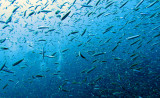 Glassfish - various species - Similan Islands Marine Park Thailand.JPG