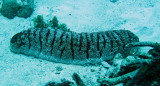 Holothuroid - Sea Cucumber species - Similan Islands Marine Park Thailand (2).JPG