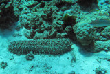 Holothuroid - Sea Cucumber species - Similan Islands Marine Park Thailand (3).JPG