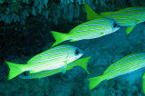 Lutjanidae - Blue-stripped Seaperch - Lutjanus kasmira -  Similan Islands Marine Park Thailand (3).JPG