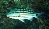 Lutjanidae - Lutjanus decussatus - Chequered Snapper - Similan Islands Marine Park Thailand (2).JPG