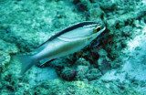 Nemipteridae - Scolopis bilineatus - Two-lined Spinecheek - Similan Islands Marine Park Thailand.JPG