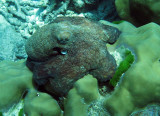 Octopus species - Similan Islands Marine Park Thailand (5).JPG