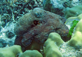 Octopus species - Similan Islands Marine Park Thailand (7).JPG