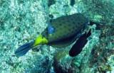 Ostraciidae - Spotted Boxfish - Ostracion meleagris - Similan Islands Marine Park Thailand (1).JPG