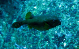 Ostraciidae - Spotted Boxfish - Ostracion meleagris - Similan Islands Marine Park Thailand (5).JPG