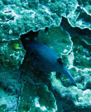 Ostraciidae - Spotted Boxfish - Ostracion meleagris - Similan Islands Marine Park Thailand.JPG