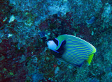 Pomacanthidae - Pomacanthis imperator - Emperor Angelfish - Similan Islands Marine Park Thailand.JPG