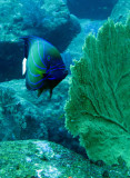Pomacanthidae - Pomacanthus annularis - Blue-ringed Angelfish - Similan Islands Marine Park Thailand (1).JPG