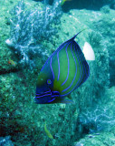 Pomacanthidae - Pomacanthus annularis - Blue-ringed Angelfish - Similan Islands Marine Park Thailand (3).JPG