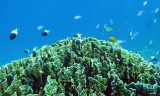 Pomacentradae - Chromis iomelas - Half and Half Chromis - Similan Islands Marine Park Thailand (1).JPG