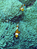 Pomacentridae - False Clown Anemonefish - Amphiprion ocellaris - Similand Islands Thailand (11).JPG