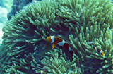 Pomacentridae - False Clown Anemonefish - Amphiprion ocellaris - Similand Islands Thailand (2).jpg