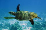 Reptile - Hawksbill Turtle - Eretmochelys imbricata - Similan Islands Marine Park Thailand (13).JPG