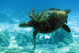 Reptile - Hawksbill Turtle - Eretmochelys imbricata - Similan Islands Marine Park Thailand (14).JPG