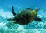 Reptile - Hawksbill Turtle - Eretmochelys imbricata - Similan Islands Marine Park Thailand (15).JPG