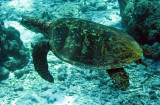 Reptile - Hawksbill Turtle - Eretmochelys imbricata - Similan Islands Marine Park Thailand (9).JPG