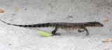 Reptile - Water Monitor Lizard - Similan Islands Marine Park Thailand (2).JPG