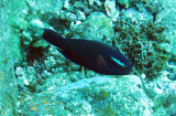 Scaridae - Scarus niger - Swarthy Parrotfish - Similan Islands Marine Park Thailand.JPG