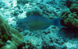 Scaridae - Scarus rubroviolaceus - Ember Parrotfish - Similan Islands Marine Park Thailand (1).JPG