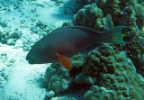Scaridae - Scarus species #2 - Parrotfish Species - Similan Islands Marine Park Thailand (2).JPG