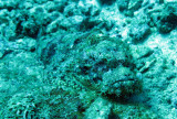 Scorpaenidae - Scorpaenodes barbatus - Bearded Scorpionfish - Similan Islands Marine Park Thailand (1).JPG