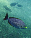 Siganidae - species needs ID - Similan Islands Marine Park Thailand (2).JPG