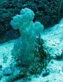 Similan Islands Marine Park Thailand (46).JPG