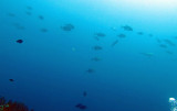 Similan Islands Marine Park Thailand - Trevally in background (2).JPG
