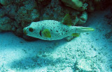 Tetraodontidae - Black-spotted Toadfish - Arothron nigropunctatus - Similan Islands Marine Park Thailand (4).JPG