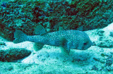 Tetraodontidae - Porcupinefish - Diodon species - Similan Islands Marine Park Thailand (3).JPG
