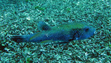 Tetraodontidae - Starry Pufferfish - Arothron stellatus - Similan Islands Marine Park Thailand (4).JPG