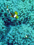 Pomacentridae - False Clown Anemonefish - Amphiprion ocellaris - Similand Islands Thailand (20).JPG