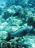 Scaridae - Scarus flavopectoralis - Yellowfin Parrotfish - Similan Islands Marine Park Thailand (2).JPG